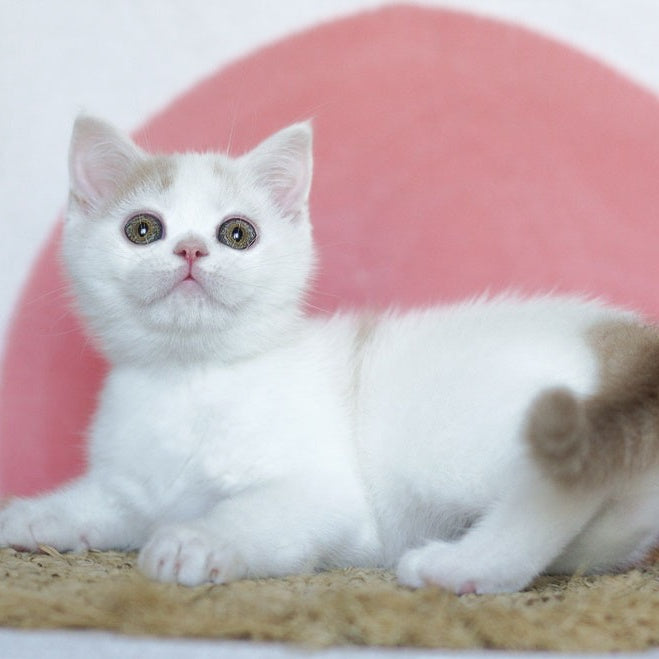 Quill Scottish Straight male, cream tabby harlequin