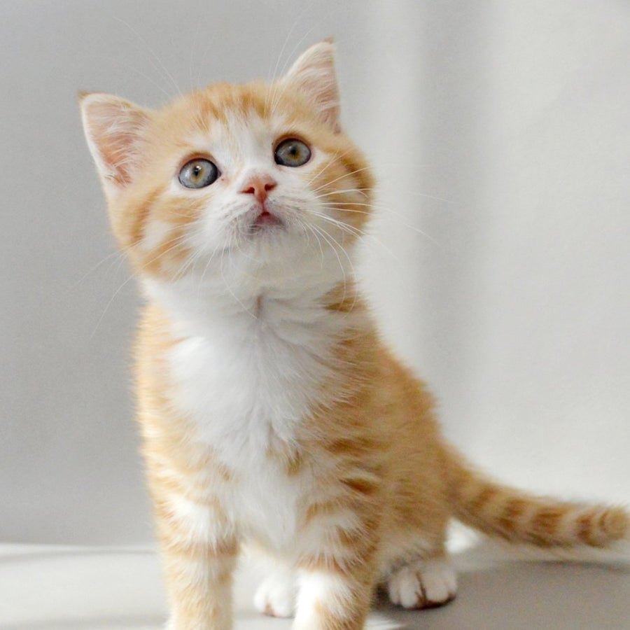 Wilma Scottish Straight female, red spotted tabby bicolour