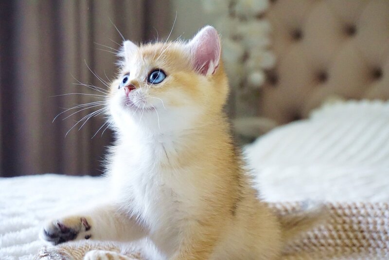 Grayson British Shorthair male, black golden shaded with white