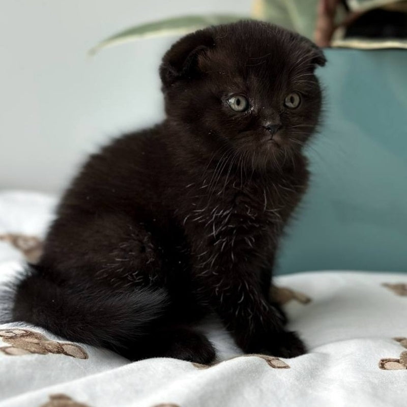 Nana Scottish Fold female, black