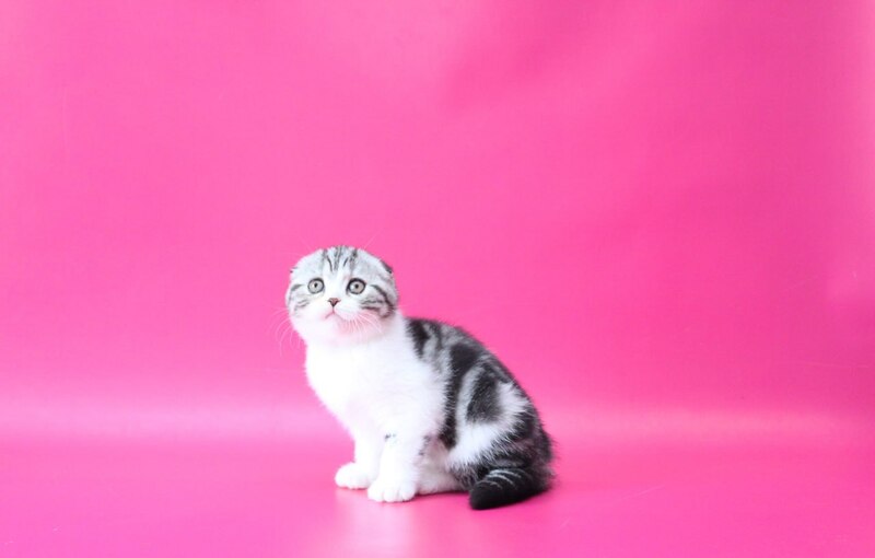 Rihanna Scottish Fold female black silver tabby bicolour live animals