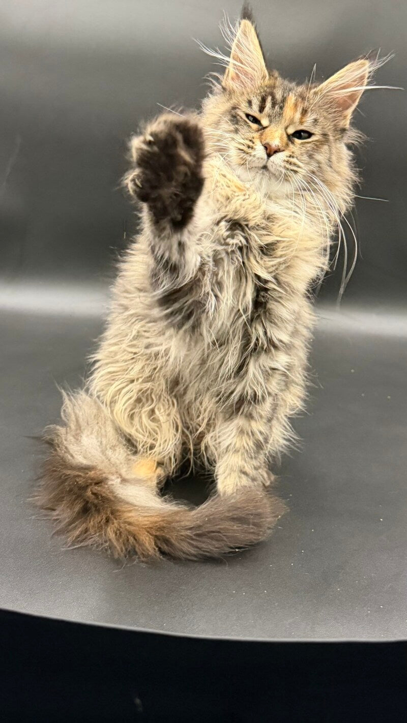 Werra Maine Coon female black tortie spotted tabby - live animals