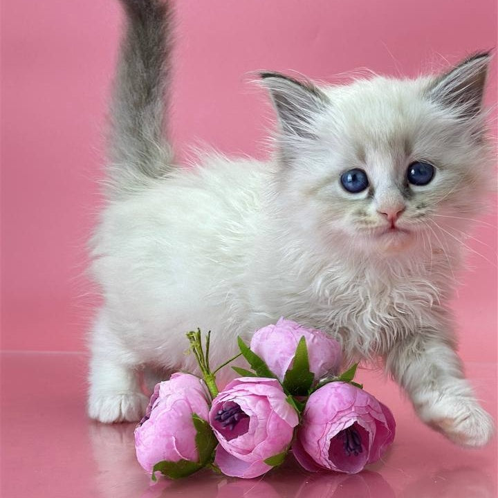 Aurelia Siberian female, seal tabby pointed