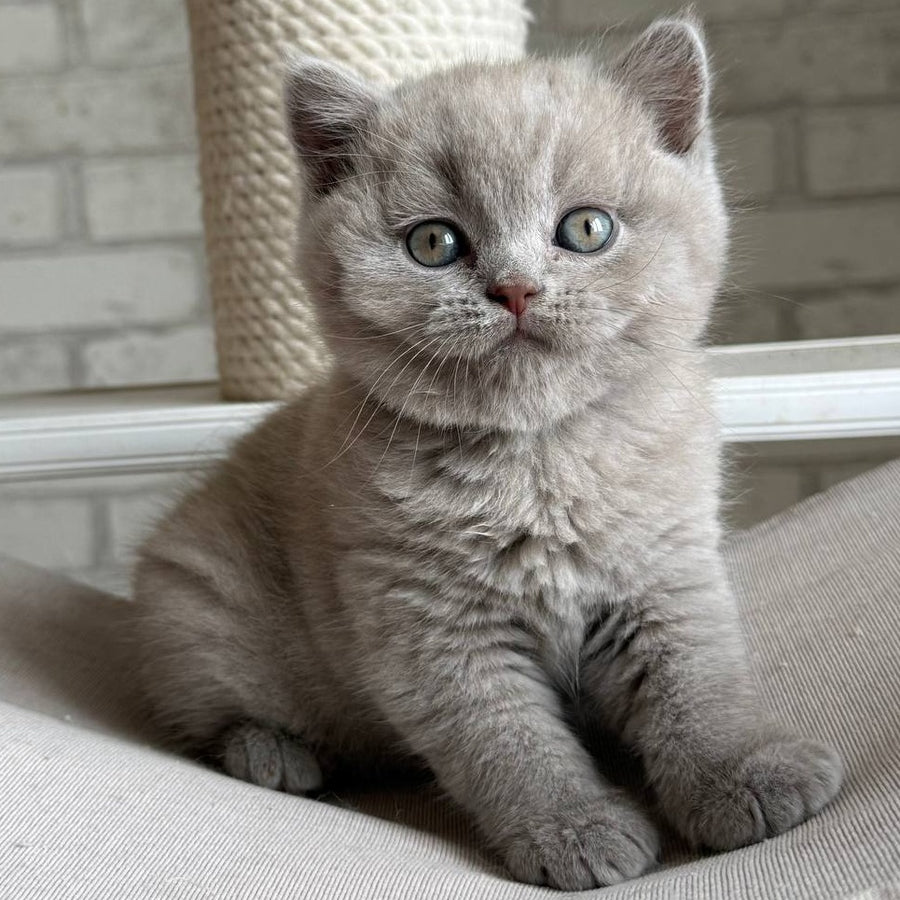 Bastian British Shorthair male, lilac