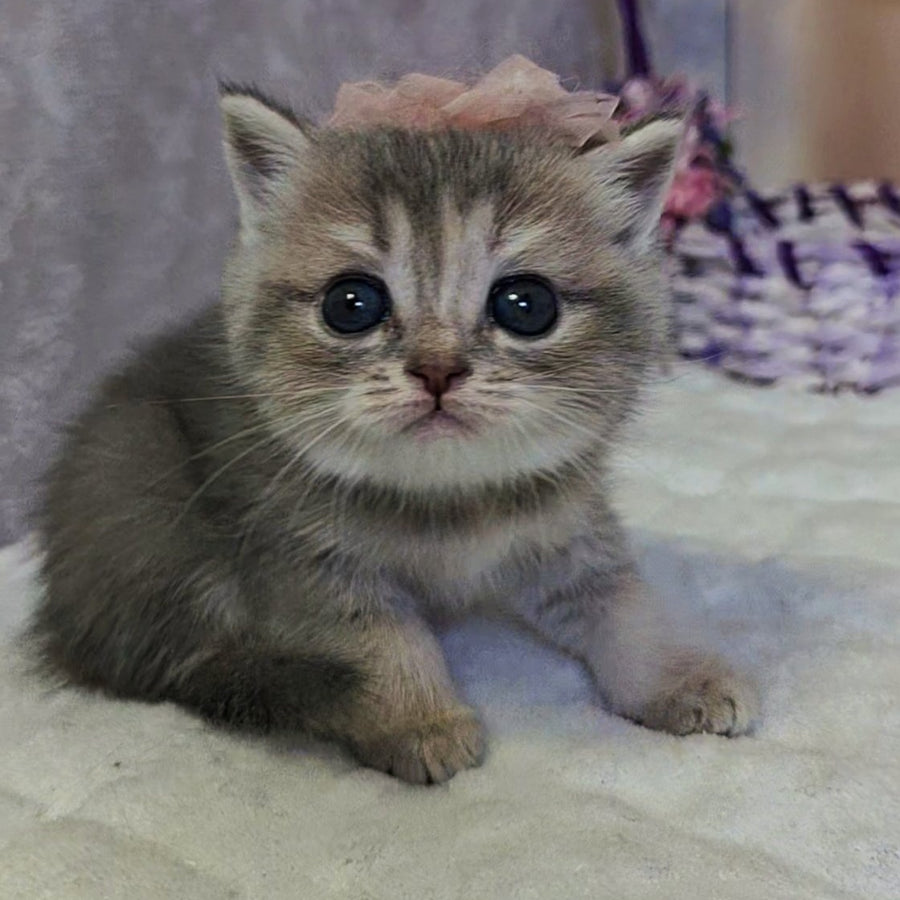 Ursula British Shorthair female, blue tortie ticked tabby
