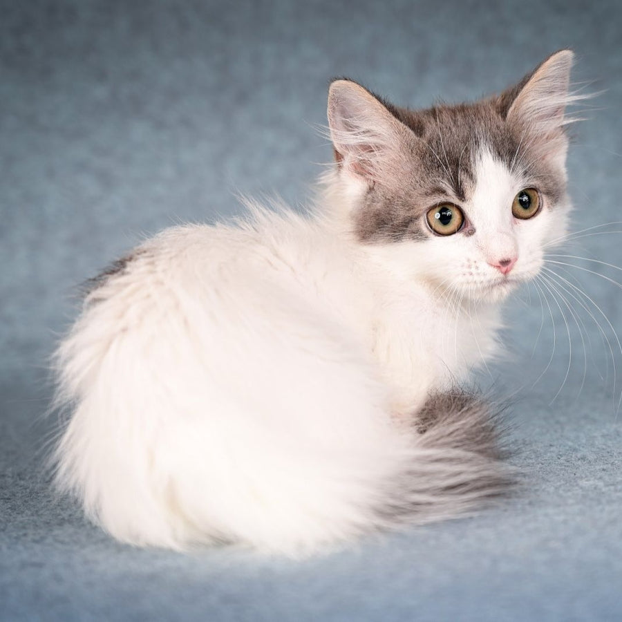 Diana Munchkin female, blue tabby harlequin