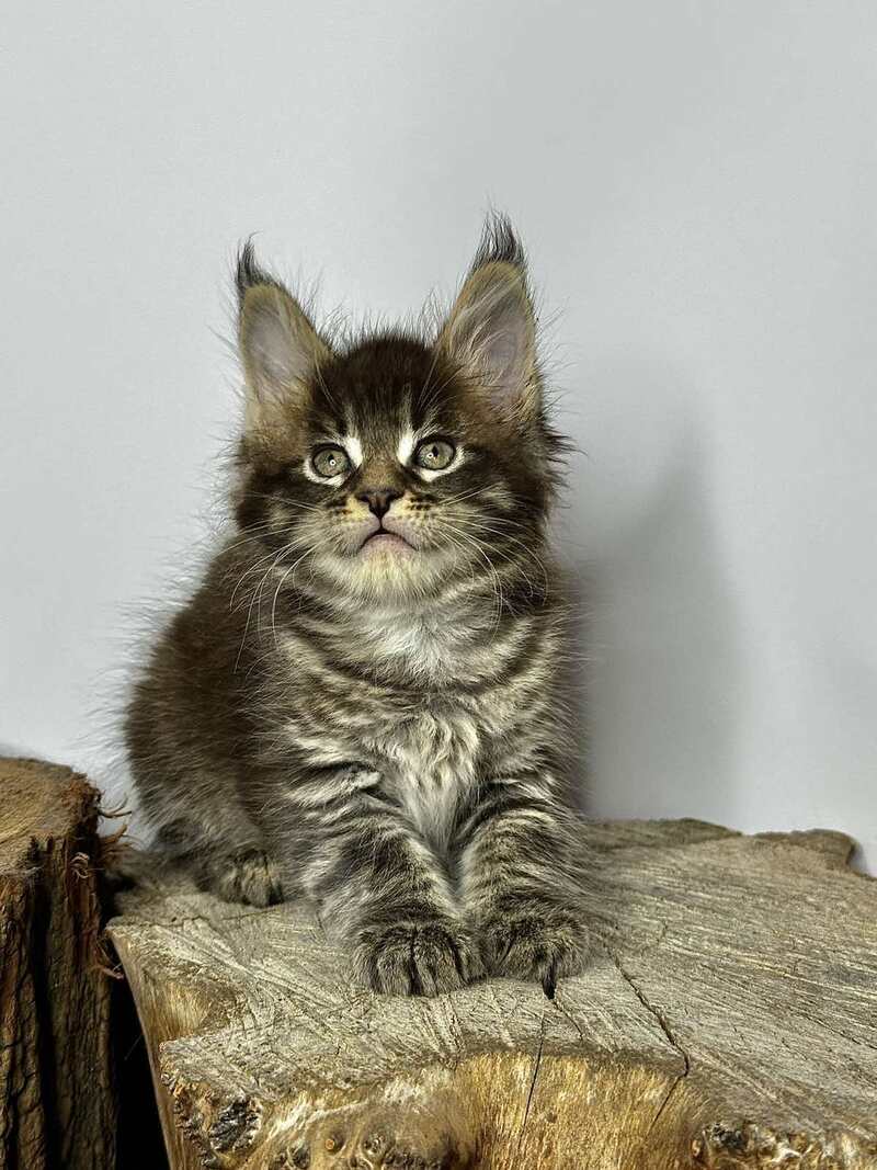 Jetta Maine Coon female black tabby - live animals