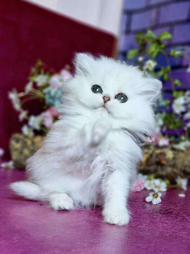 Nikki British Longhair female black silver shaded - live animals