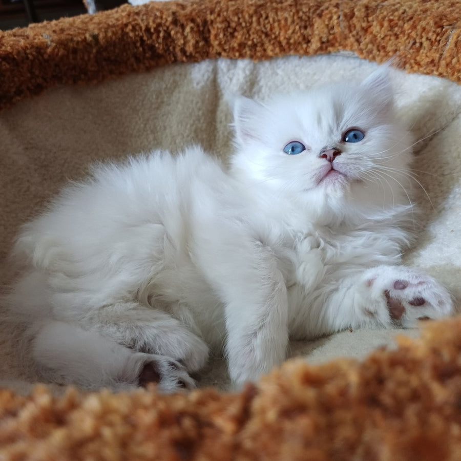 Coco Scottish Straight female, black silver shaded pointed