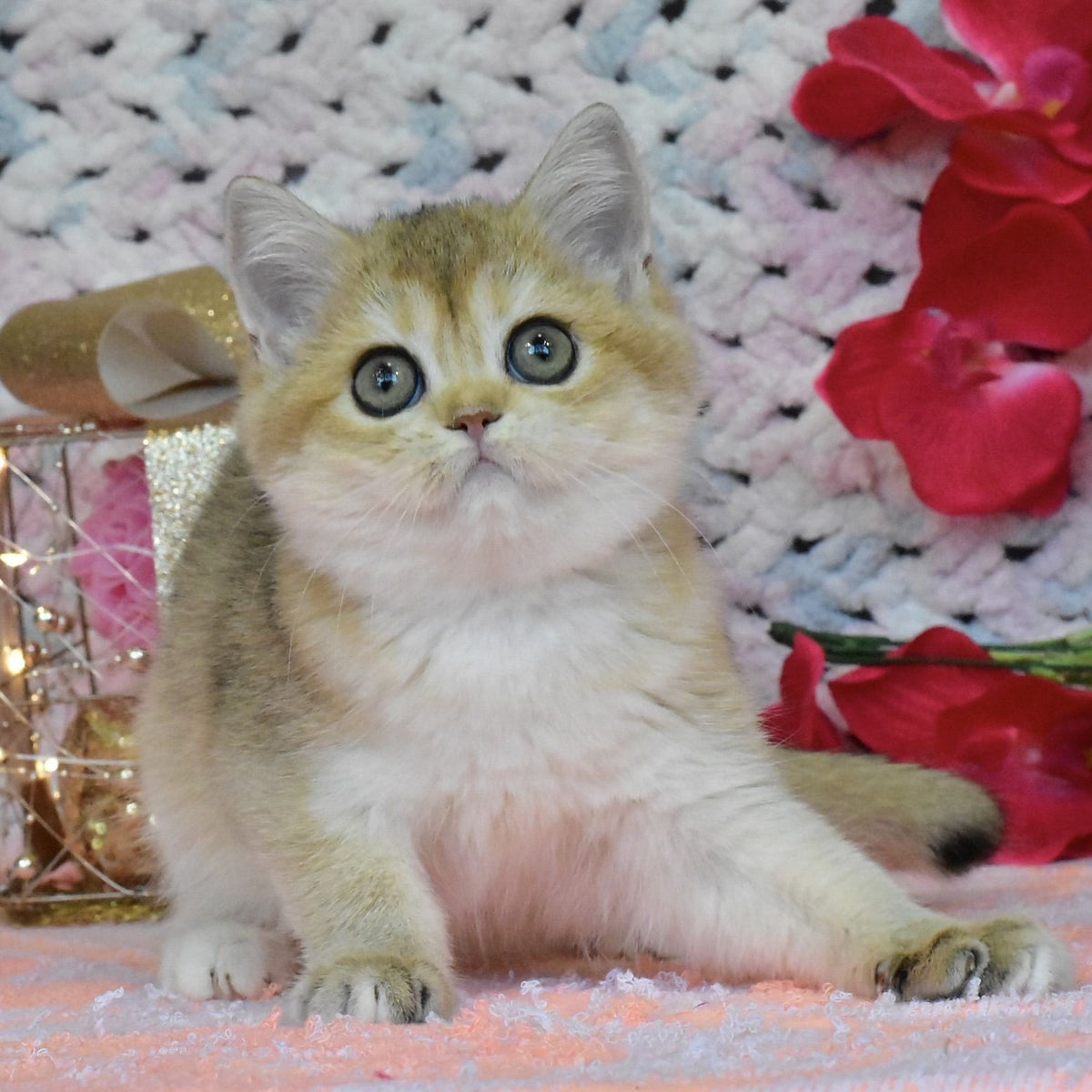 Halsey British Shorthair female, black golden shaded