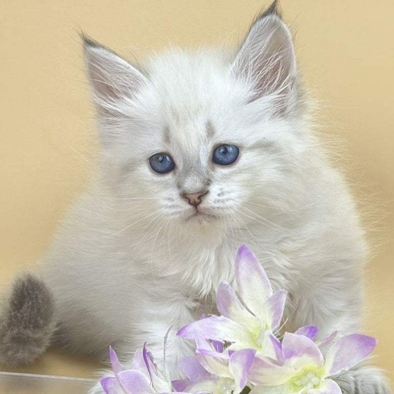 Yuki Siberian female, blue tabby pointed