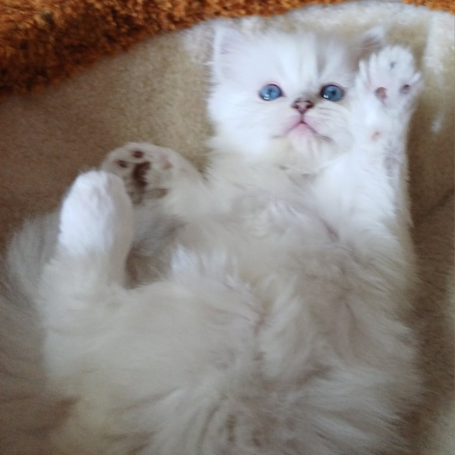 Coco Scottish Straight female, black silver shaded pointed