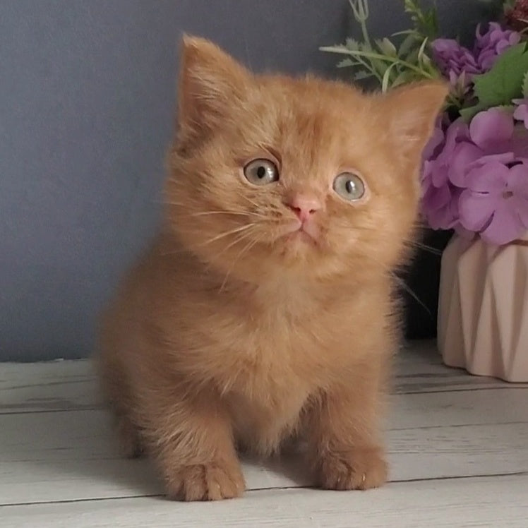 Fiona British Shorthair female, cinnamon