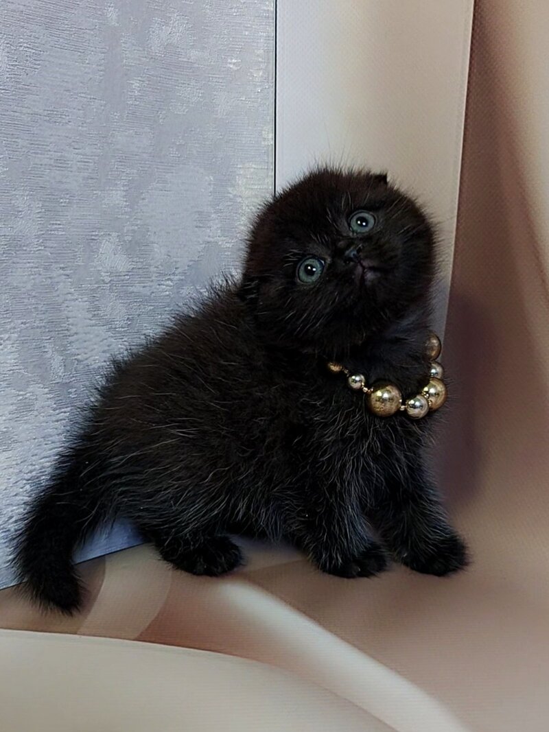 Maverick Scottish Fold male black - live animals