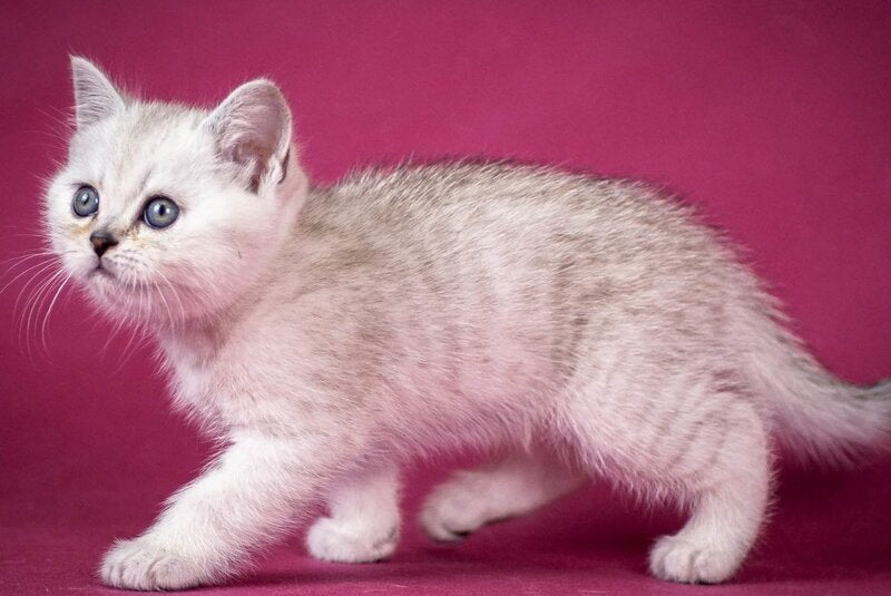 Cameron Scottish Straight male black silver shaded - live animals