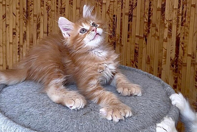 Sunny Maine Coon male, red tabby