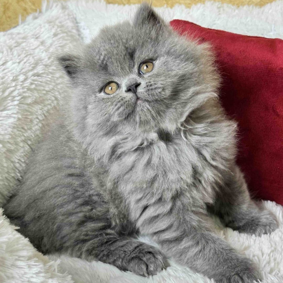 Amigo Scottish Straight male, blue