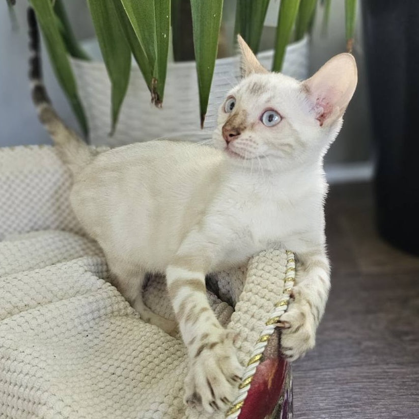 Unique Bengal male, black spotted tabby pointed