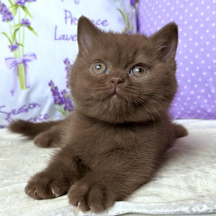 Alina British Shorthair female, cinnamon