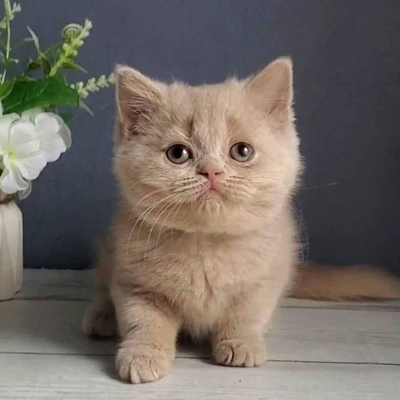 Felicia British Shorthair female, fawn
