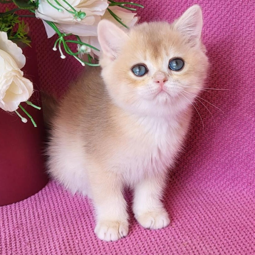 Yannis British Shorthair male, blue golden chinchilla