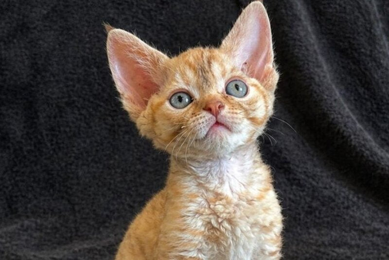 Bonya Devon Rex female red spotted tabby - live animals