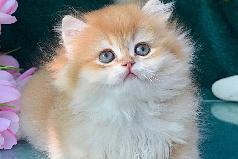 Timur British Longhair male, chocolate golden chinchilla