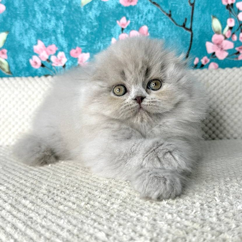 Kitty Scottish Fold female, lilac