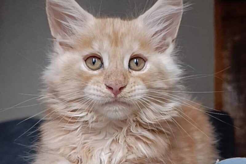 Orange Maine Coon male red silver - live animals