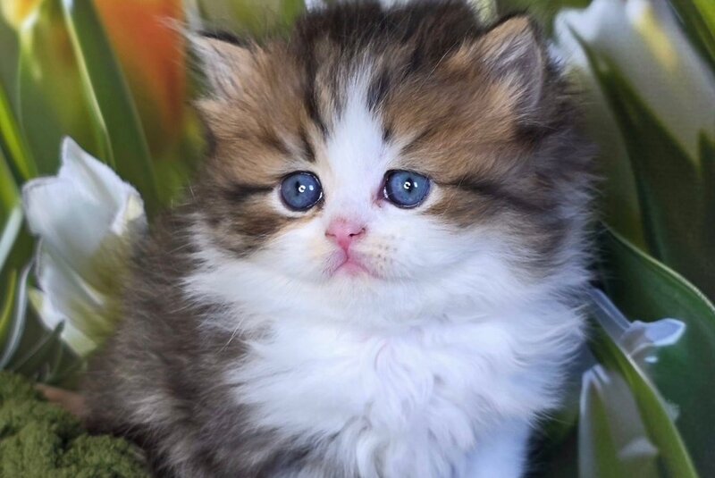 Icon Scottish Straight male, black spotted tabby bicolour