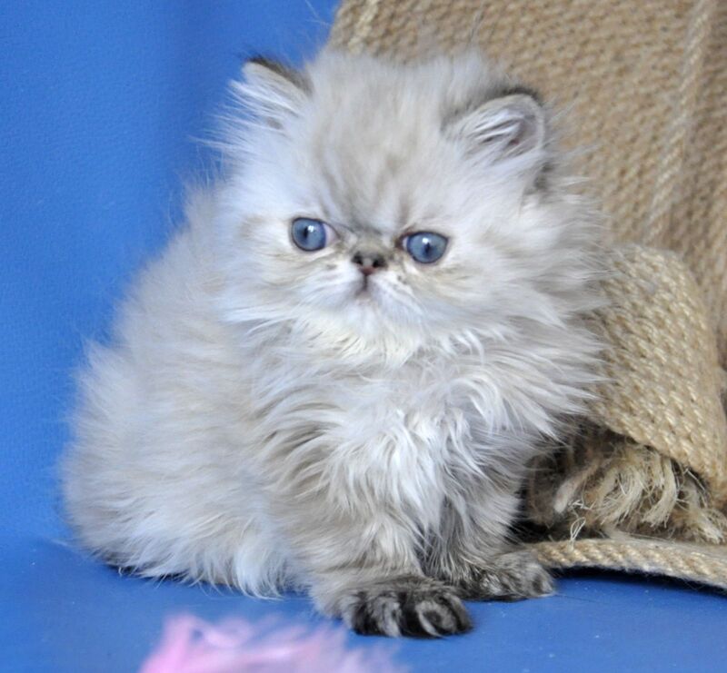 Yoko Persian male seal lynx pointed - live animals