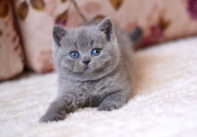 Emma British Shorthair female blue - live animals