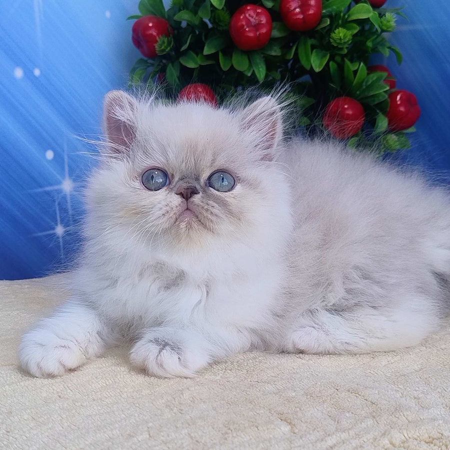 Sesil Persian female, black tabby pointed bicolour