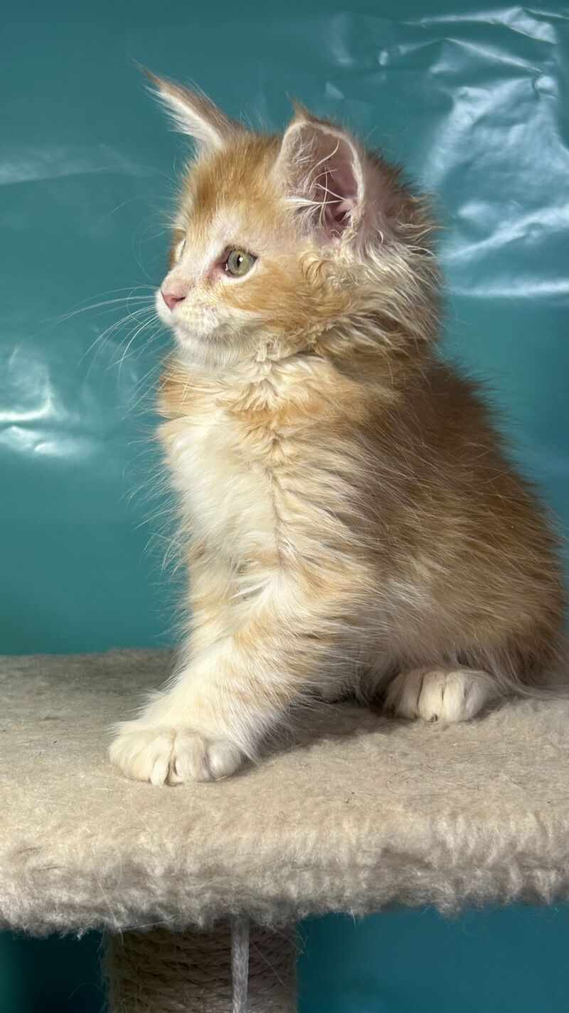 Amir Maine Coon polydactyl male red tabby with white - live animals