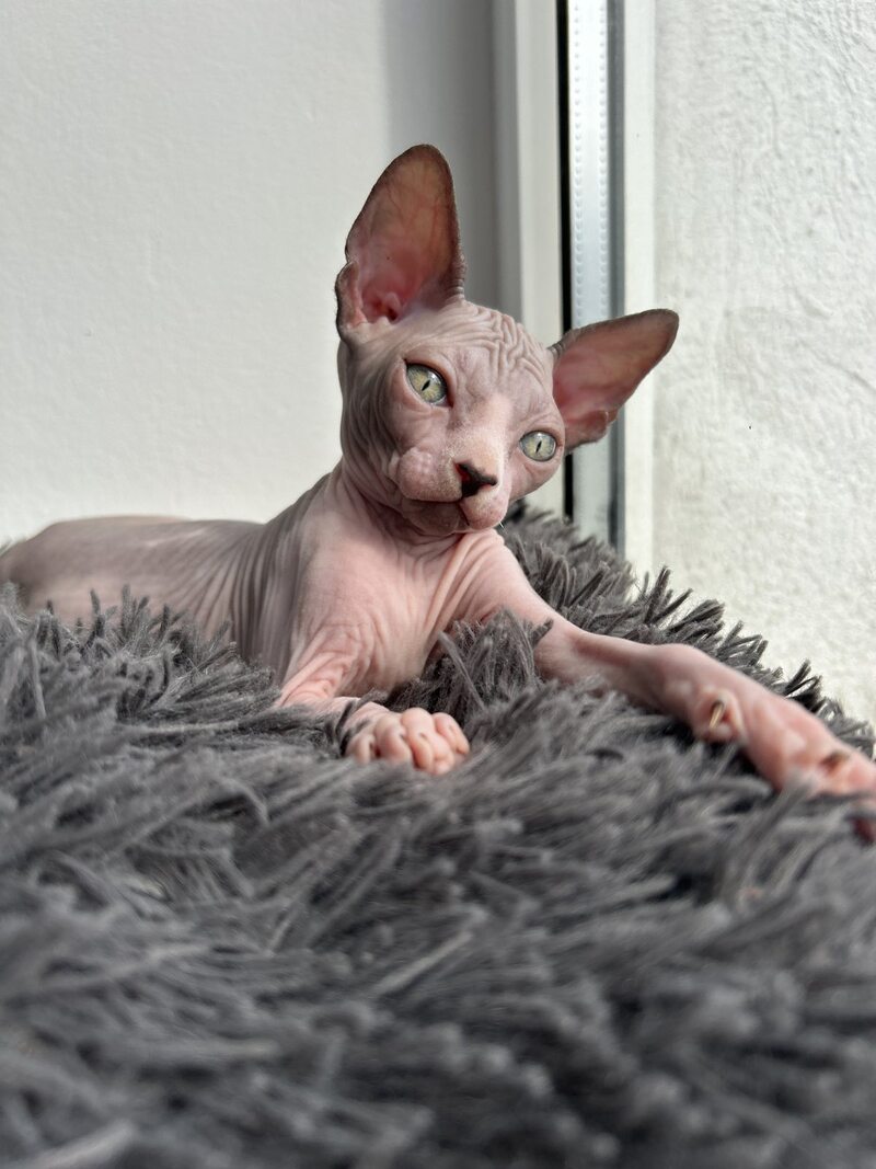 Stich Canadian Sphynx male, black