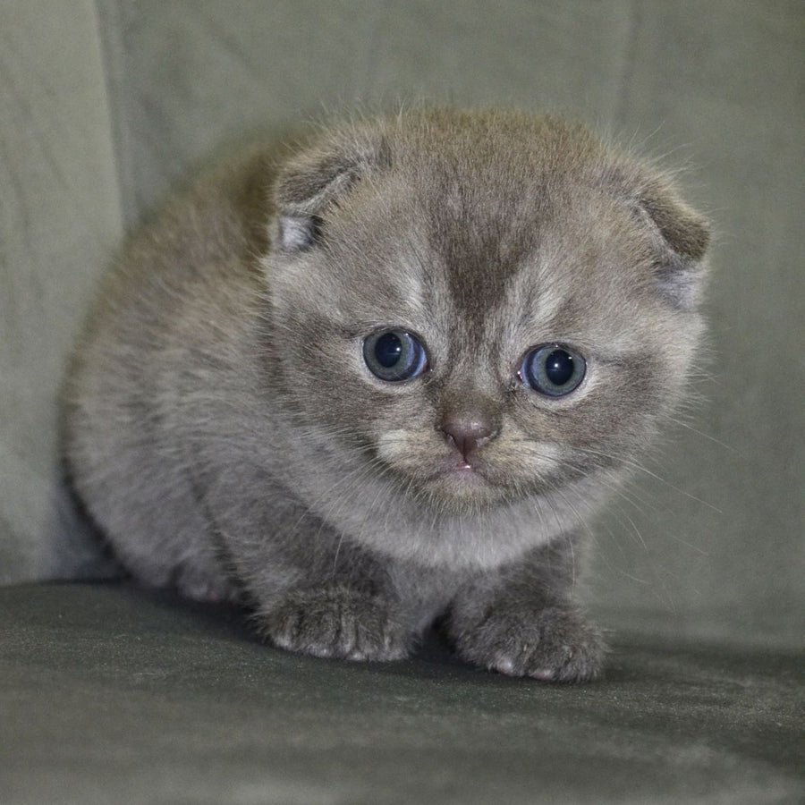Alex Scottish Fold male, blue ticked tabby