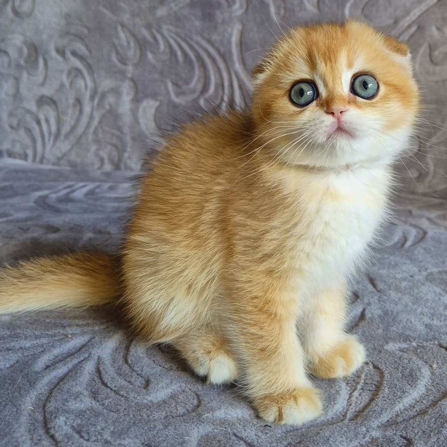 Leyla Scottish Fold female, black golden chinchilla