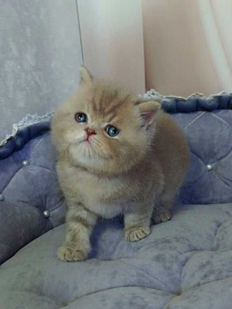 Snickers Scottish Straight male, lilac tabby