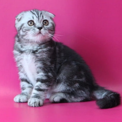 Sofi Scottish Fold female, black silver tabby
