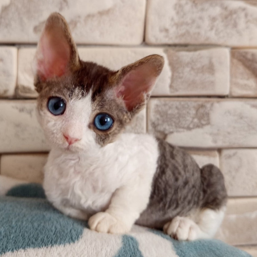 Lotty Devon Rex female, black bicolour tabby