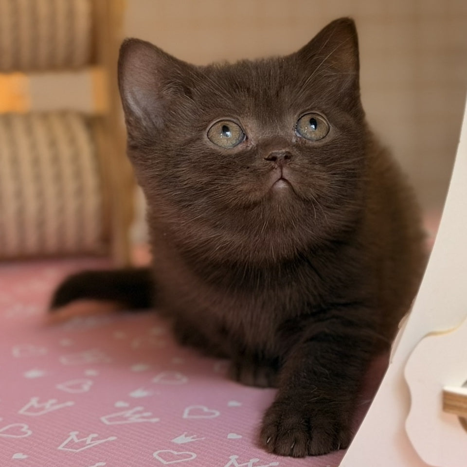 Stanley British Shorthair male, chocolate