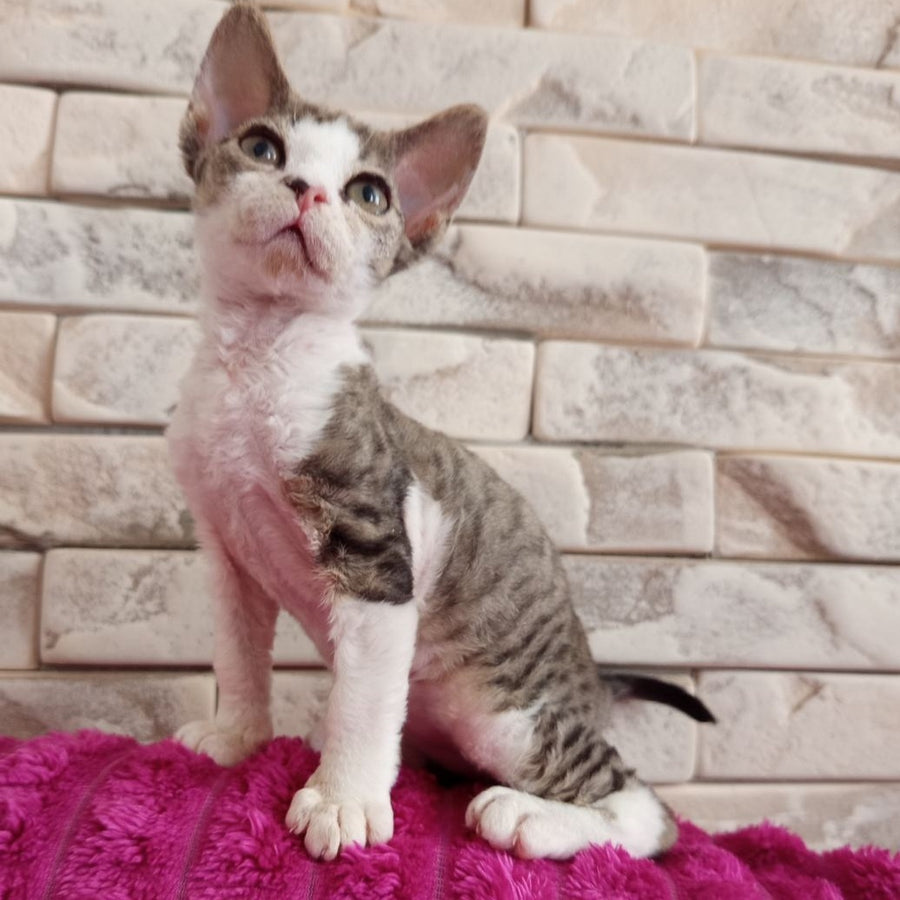 Luna Devon Rex female, black bicolour tabby
