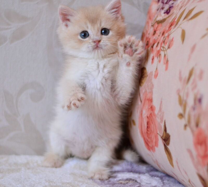 Drako British Shorthair male blue golden chinchilla - live animals