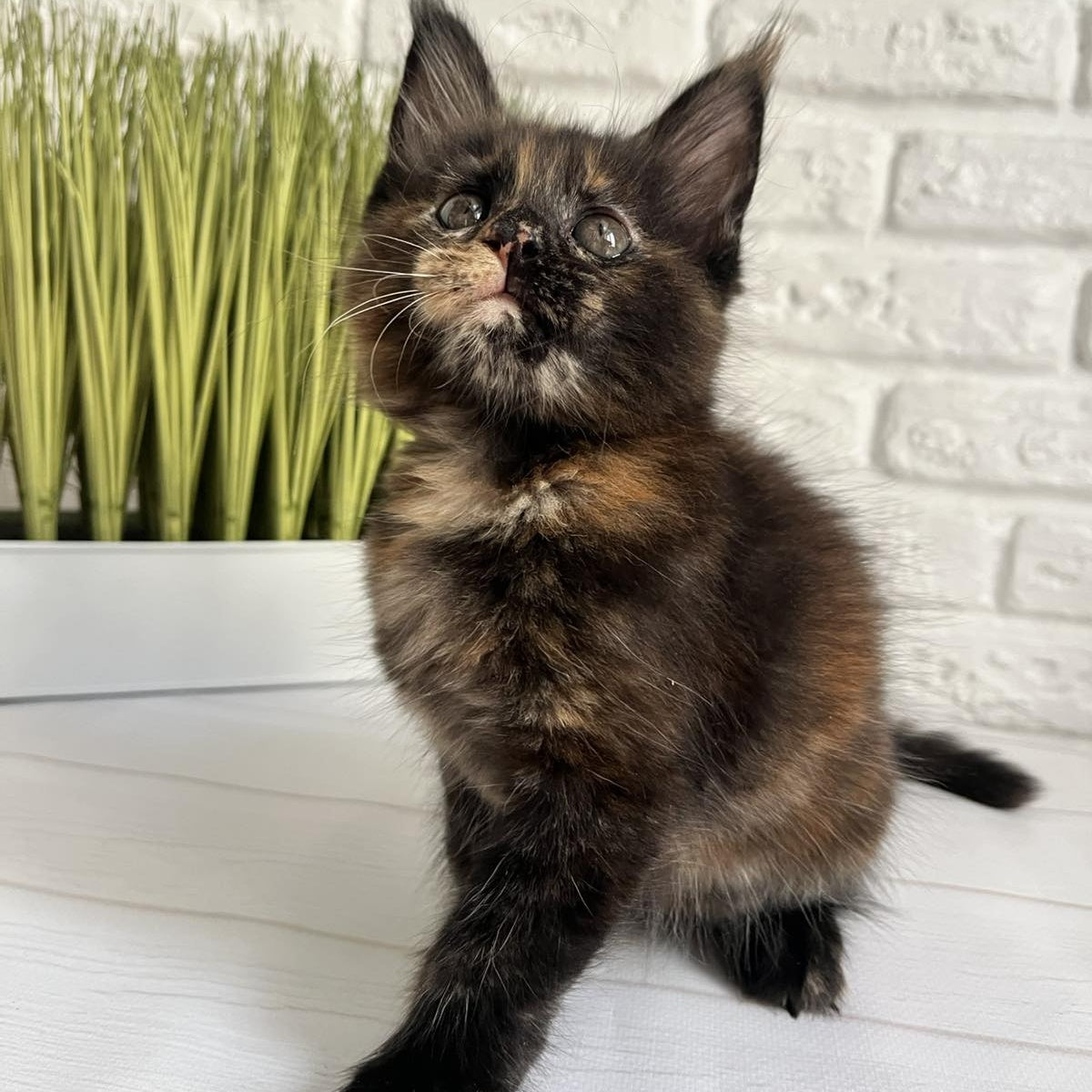 Karen Maine Coon female, black tortie