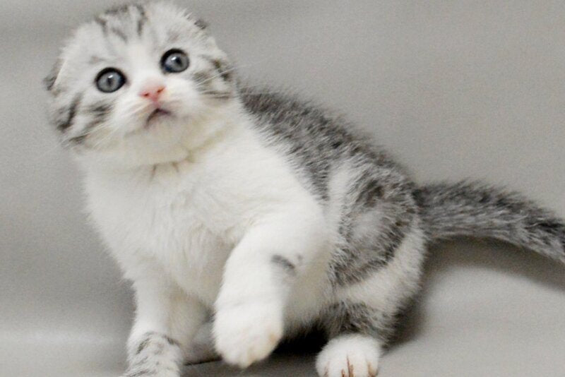 Vatson Scottish Fold male, black silver spotted tabby bicolour