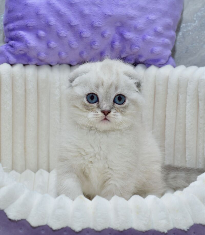 Jennifer Scottish Fold female blue tortie tabby pointed - live animals