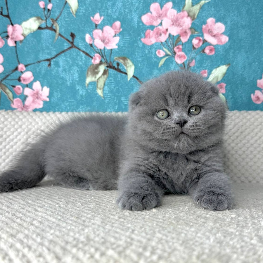 Kevin Scottish Fold male, blue