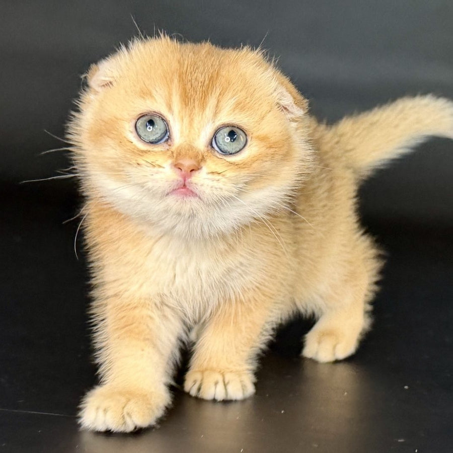 Ulani Scottish Fold female, black golden chinchilla