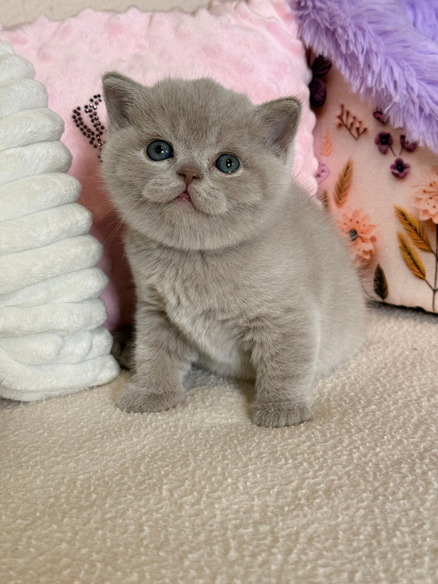 Boston British Shorthair male lilac - live animals