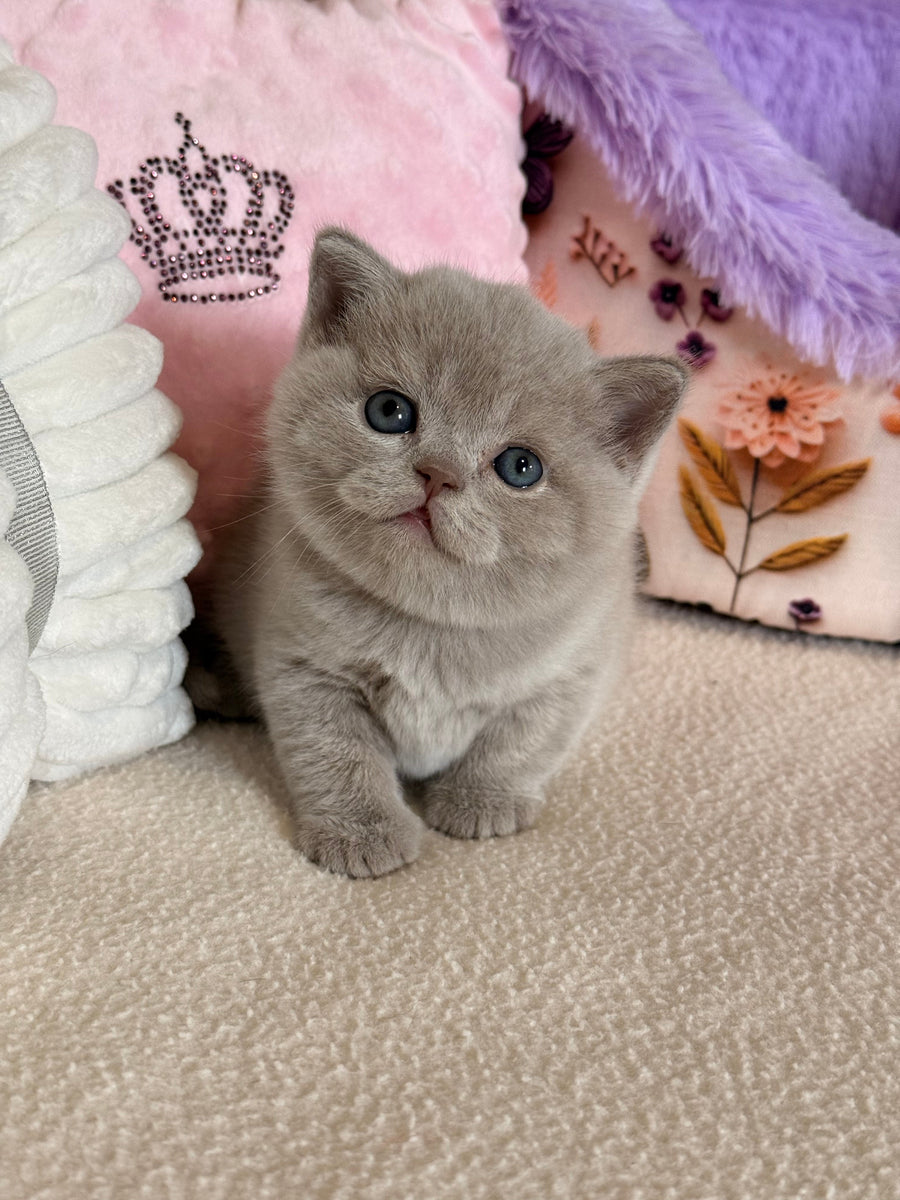 Boston British Shorthair male lilac - live animals